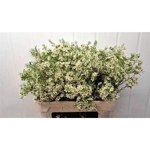WAXFLOWER OFIR 70 GR.