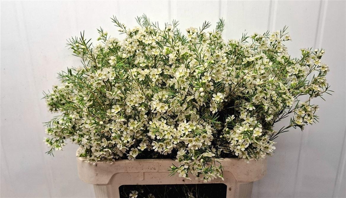 <h4>WAXFLOWER OFIR 70 GR.</h4>