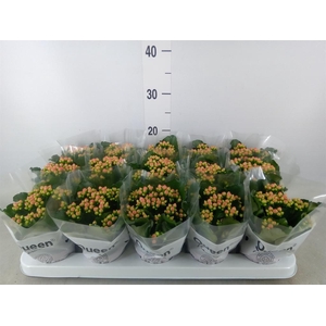 Kalanchoe  'RoseFlow Audrey'