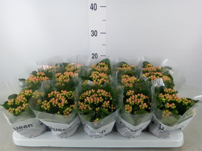 <h4>Kalanchoe 'RoseFlow Audrey'</h4>