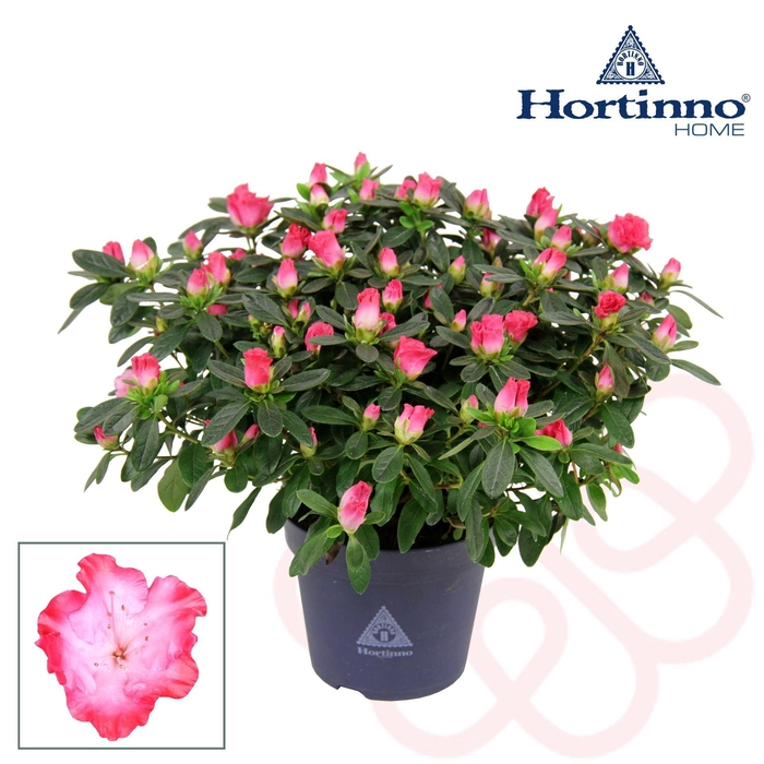 <h4>Rhododendron Hortinno Princes Pinky</h4>