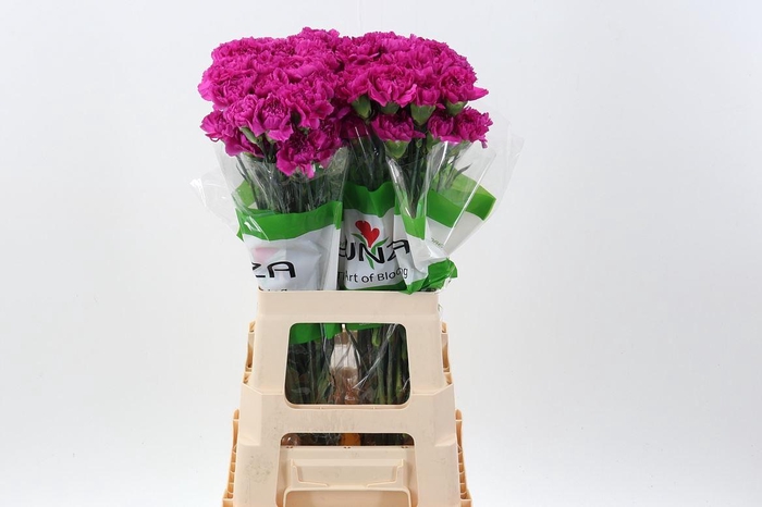 <h4>Di St Fuchsia</h4>