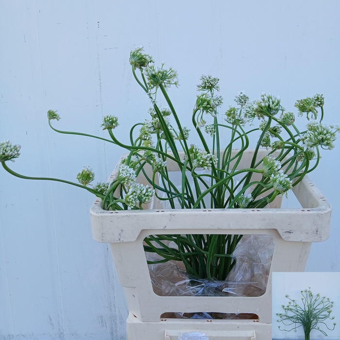 <h4>ALLIUM OV</h4>