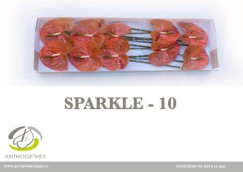 <h4>ANTH A SPARKLE</h4>
