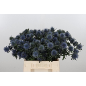 Eryng Magnetar Qstar