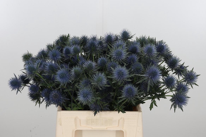 <h4>Eryng Magnetar Qstar</h4>