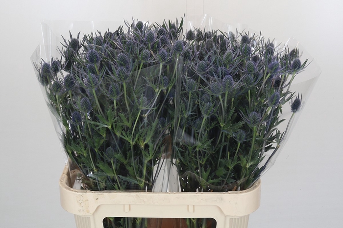 <h4>Eryngium Blue Dynamite</h4>