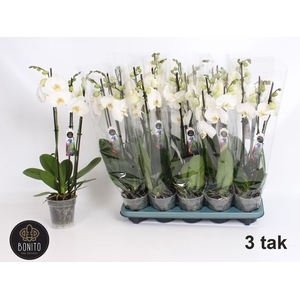 PHAL WHITE NOTTINGHAM 3 TAK