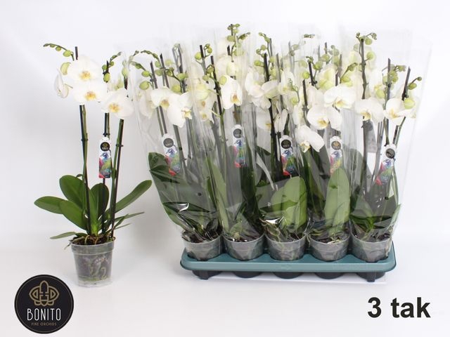 <h4>PHAL WHITE NOTTINGHAM 3 TAK</h4>