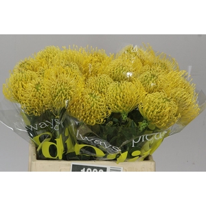 Leucospermum High Gold