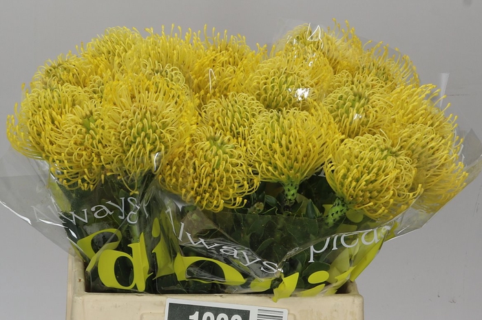 <h4>Leucospermum High Gold</h4>