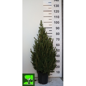 PICEA GL CONICA