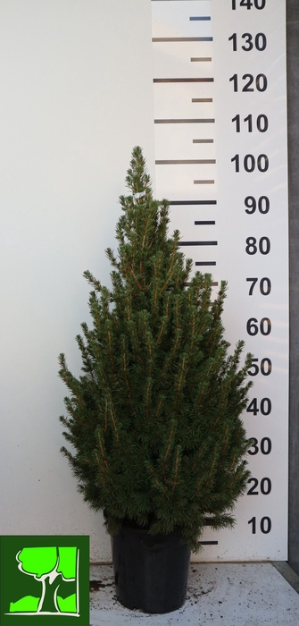 <h4>PICEA GL CONICA</h4>