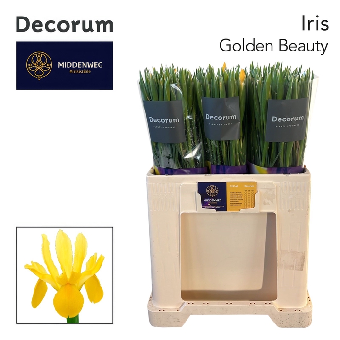 <h4>IRIS GOLDEN BEAUTY</h4>