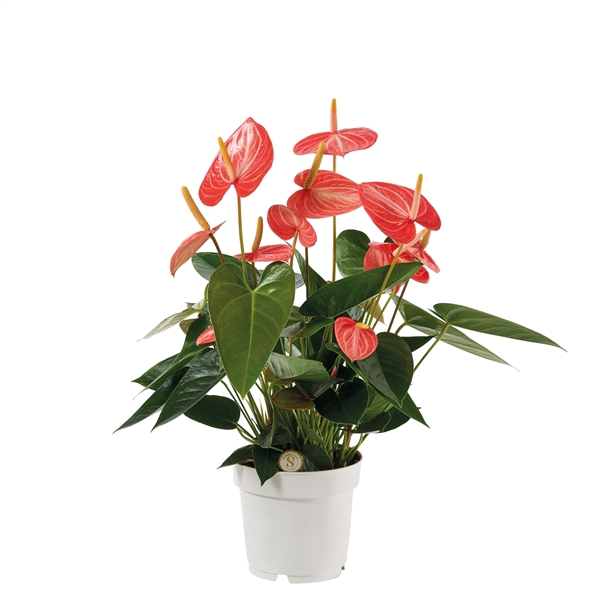 <h4>Anthurium Livium Orange 14cm</h4>