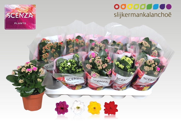 <h4>KAL GE GEM 4 KL</h4>