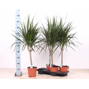DRA MARGINATA