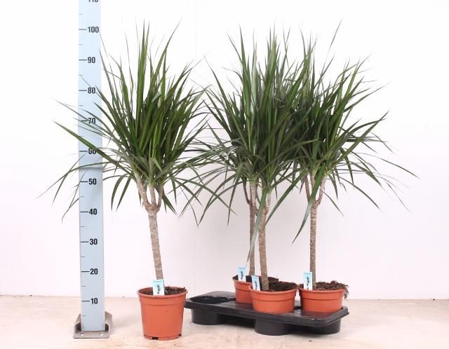 <h4>DRA MARGINATA</h4>