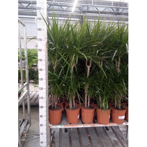 Dracaena marg.