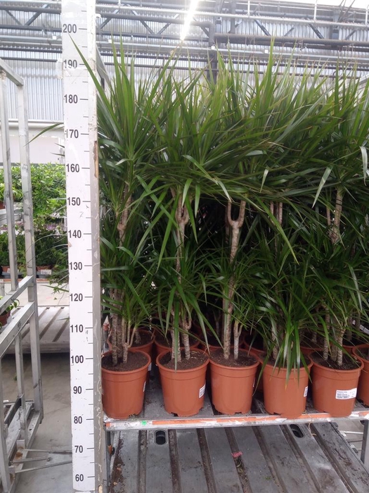 <h4>Dracaena marg.</h4>