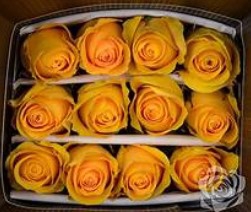 <h4>ROSA GR BRIGHTON</h4>