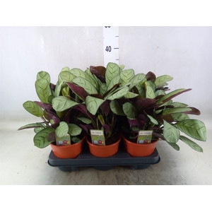 Ctenanthe burle-marxii 'Amagris'