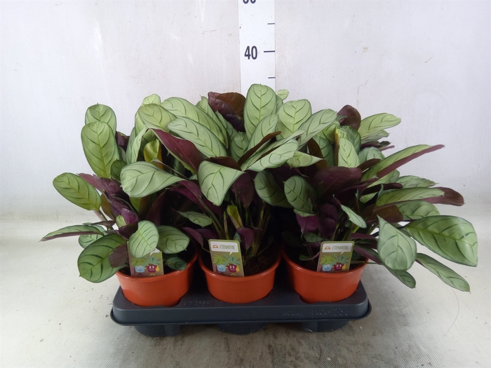 <h4>Ctenanthe burle-marxii 'Amagris'</h4>