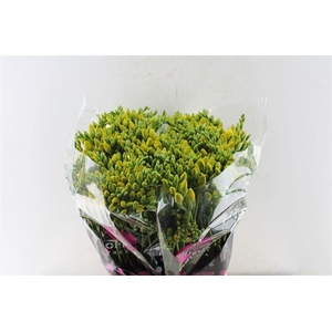 Fr Du Boulevard Yellow