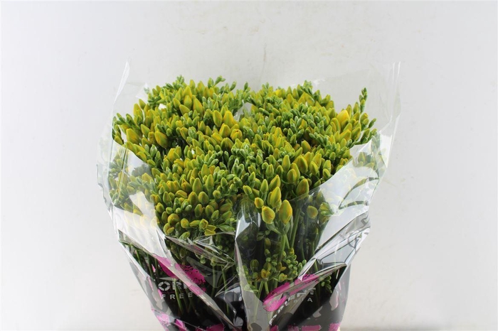 <h4>Fr Du Boulevard Yellow</h4>