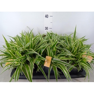 Chlorophytum com. 'Ocean'