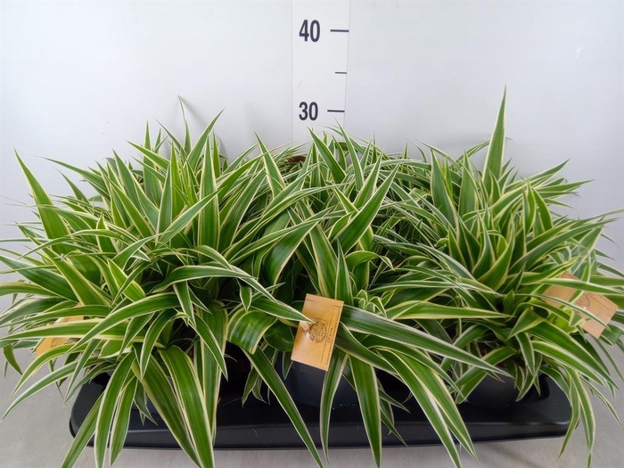 <h4>Chlorophytum com. 'Ocean'</h4>