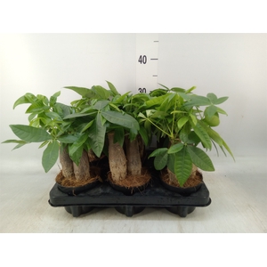 Pachira aquatica