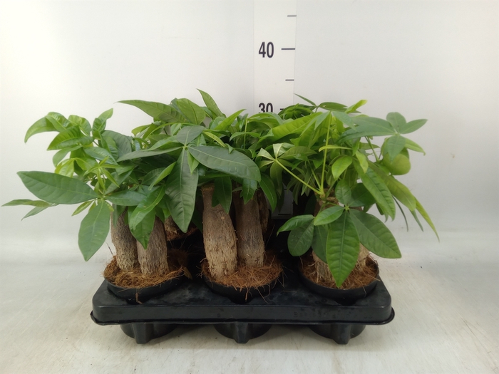 <h4>Pachira aquatica</h4>