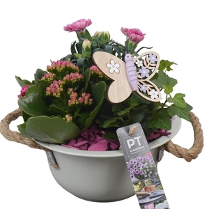 PTPP6835 Arrangement Patio in metalen schaal