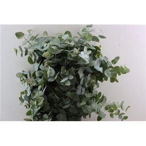 EUCA CINEREA 300GR P BUNCH