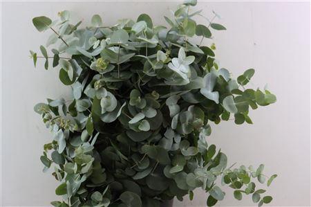 <h4>EUCA CINEREA 300GR P BUNCH</h4>