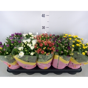 Chrysanthemum   ..rosebud mix