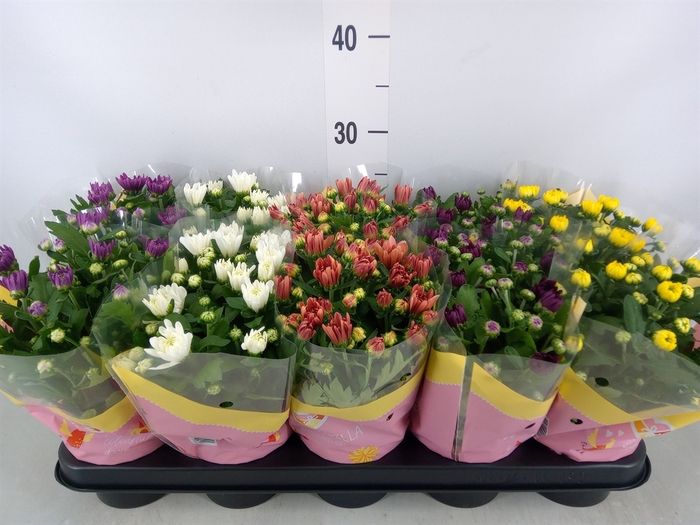 <h4>Chrysanthemum   ..rosebud mix</h4>