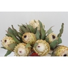 Protea Barbigera Ice Queen Air