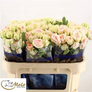 R Tr Rlm Inger Kristine