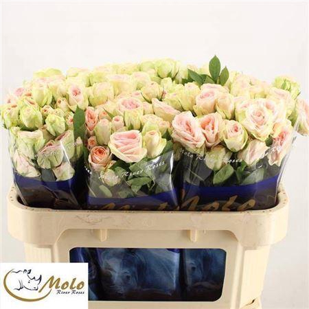 <h4>R Tr Rlm Inger Kristine</h4>