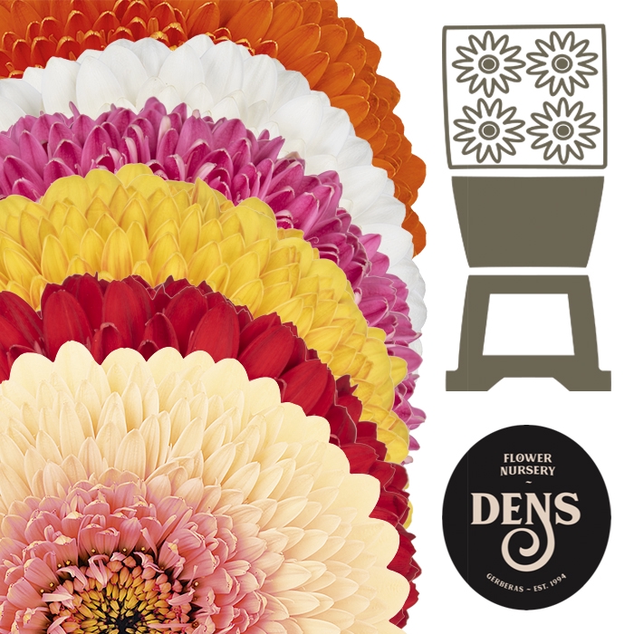 <h4>Germini Pomponi Mix Pomponi Diamond</h4>