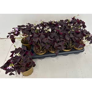 OXALIS TRIANGULARIS