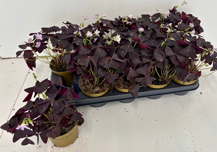 <h4>OXALIS TRIANGULARIS</h4>