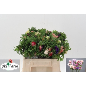 Anem Gall Pastel Gemengd