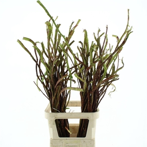 SALIX SEKKA BANDWILG*