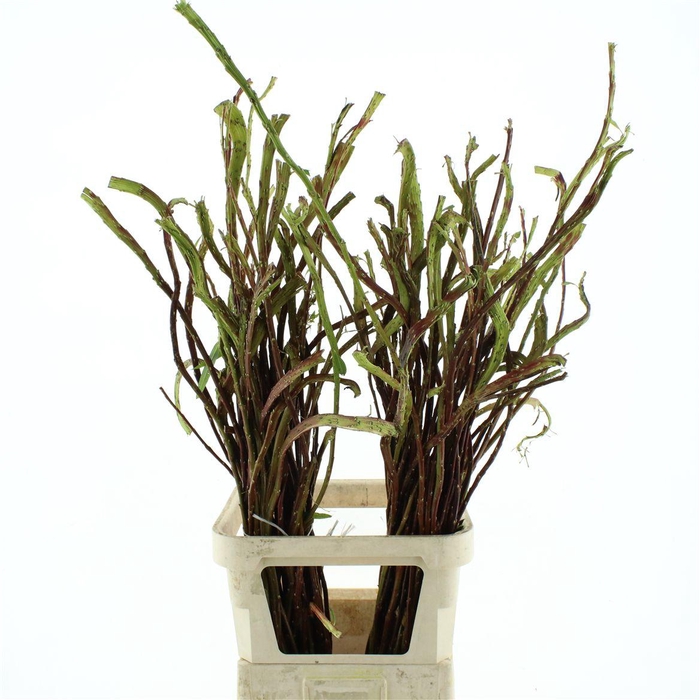 <h4>SALIX SEKKA BANDWILG*</h4>