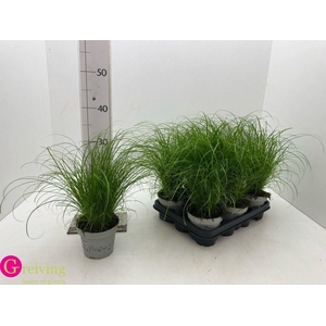 Cyperus alternifolius 'Zumula'