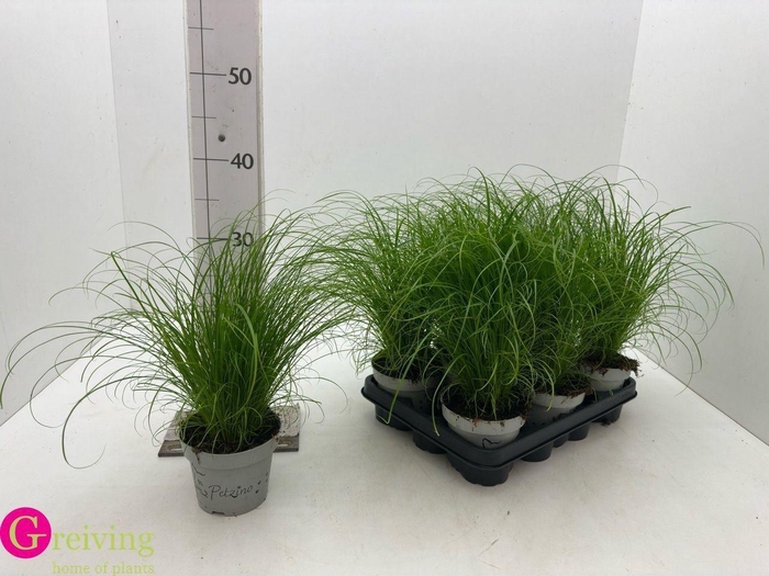 <h4>Cyperus alternifolius 'Zumula'</h4>