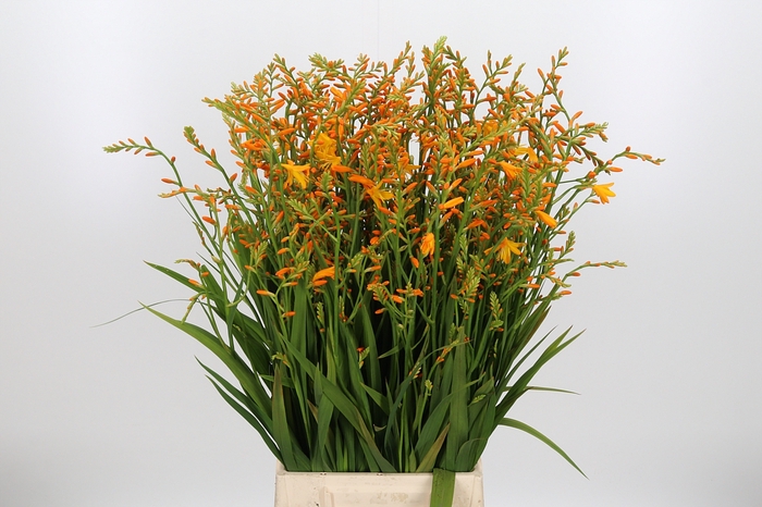 <h4>Crocosmia Grbl George Davis Oranje</h4>